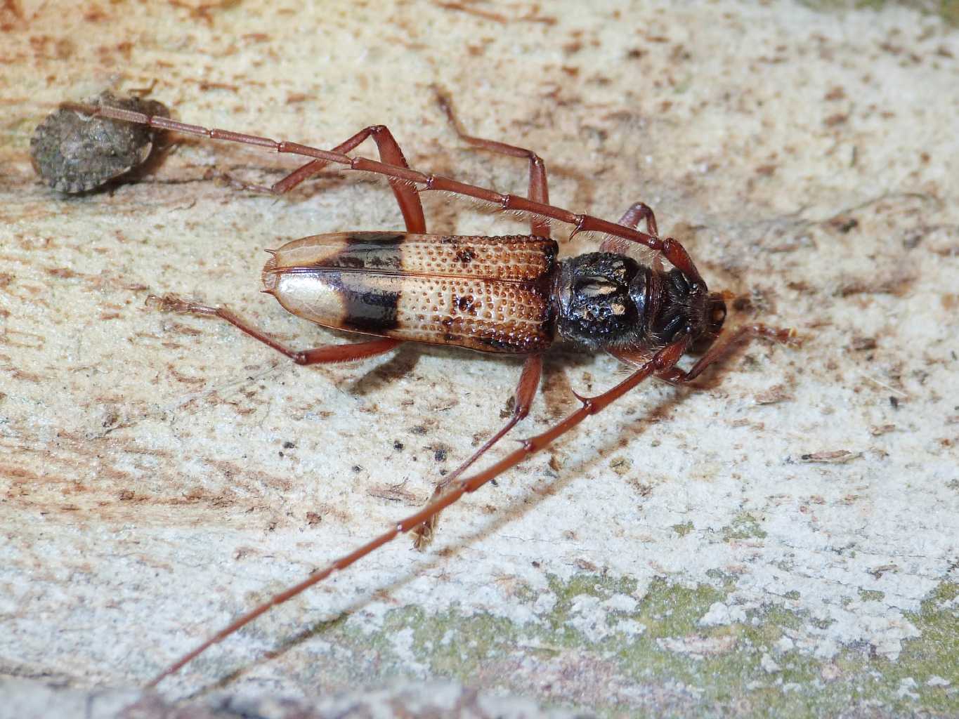 Phoracantha recurva (Cerambycidae) a Ostia Antica